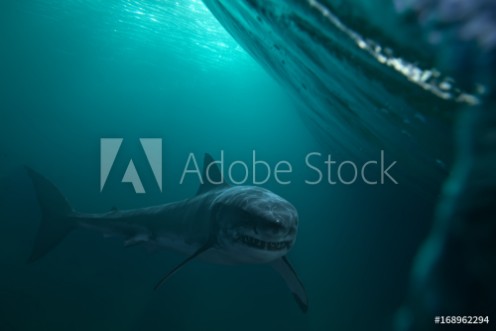 Picture of Great White Shark near by water surface Underwater wildlife shot